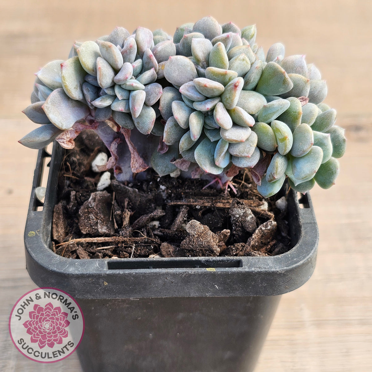 Echeveria 'Cubic Frost' Crest