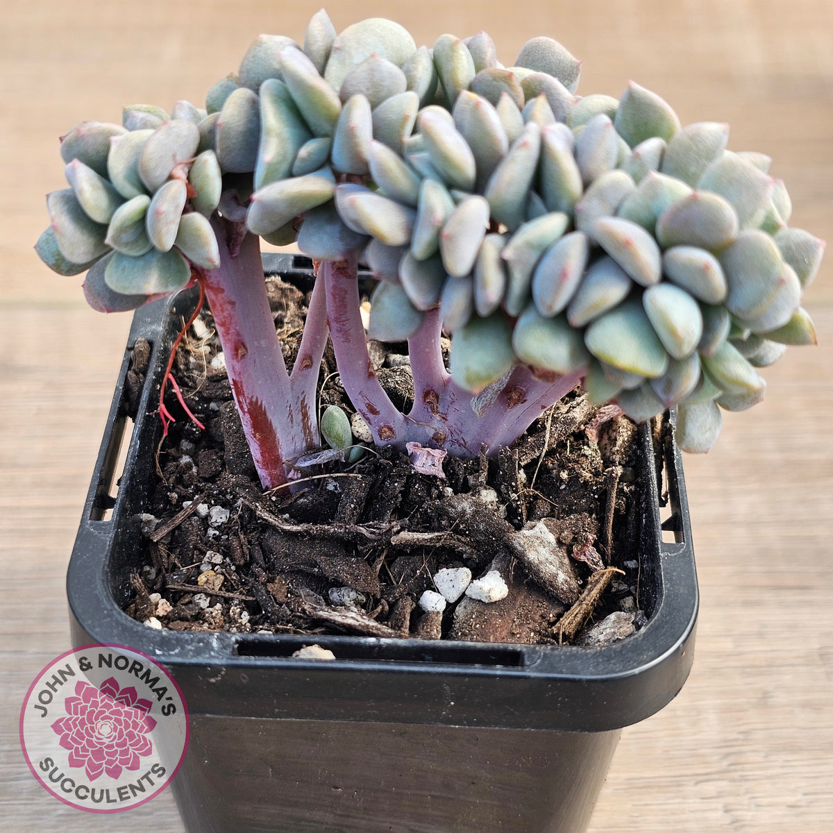 Echeveria 'Cubic Frost' Crest