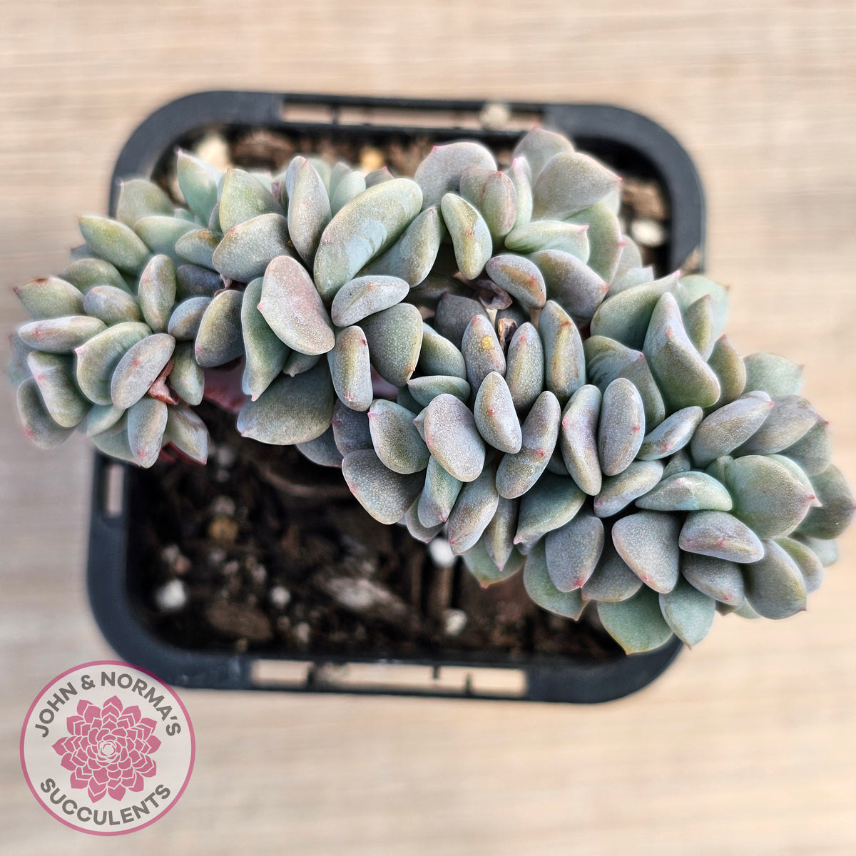 Echeveria 'Cubic Frost' Crest