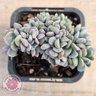 Echeveria 'Cubic Frost' Crest