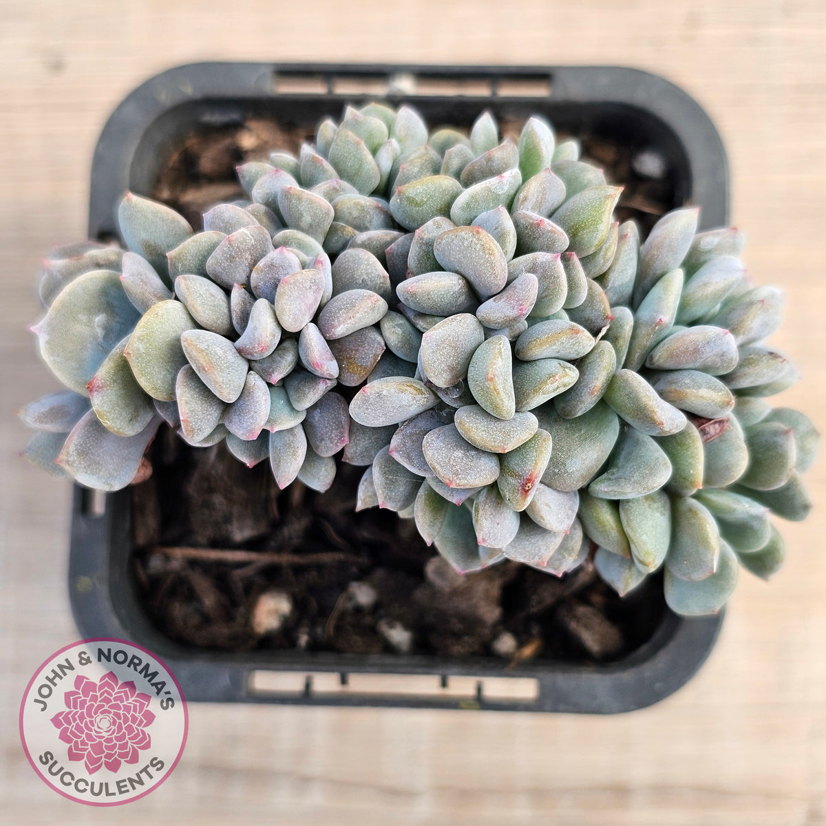 Echeveria 'Cubic Frost' Crest