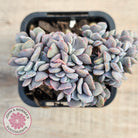 Echeveria 'Cubic Frost' Crest