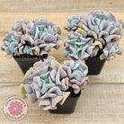 Echeveria Cubic Frost - Multi