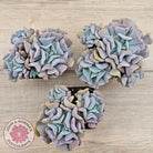 Echeveria Cubic Frost - Multi