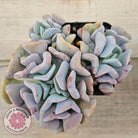 Echeveria Cubic Frost - Multi