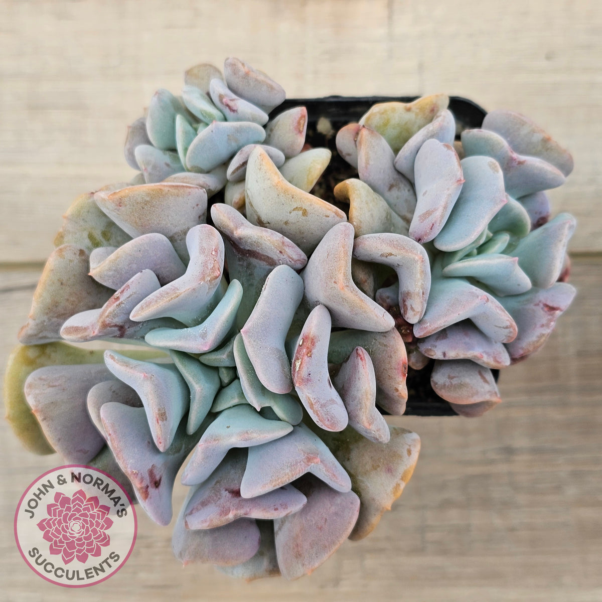 Echeveria Cubic Frost - Multi