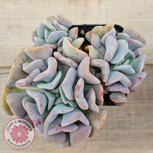 Load image into Gallery viewer, Echeveria Cubic Frost - Multi
