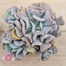 Echeveria Cubic Frost - Multi