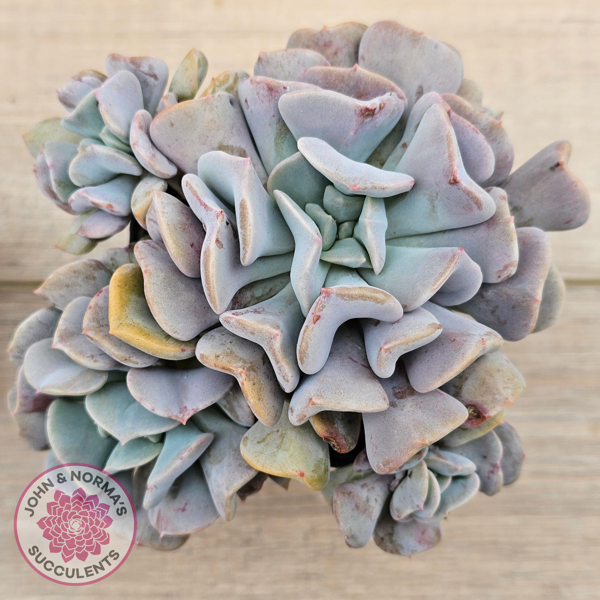 Echeveria Cubic Frost - Multi