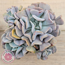 Load image into Gallery viewer, Echeveria Cubic Frost - Multi
