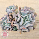 Echeveria Cubic Frost - Multi