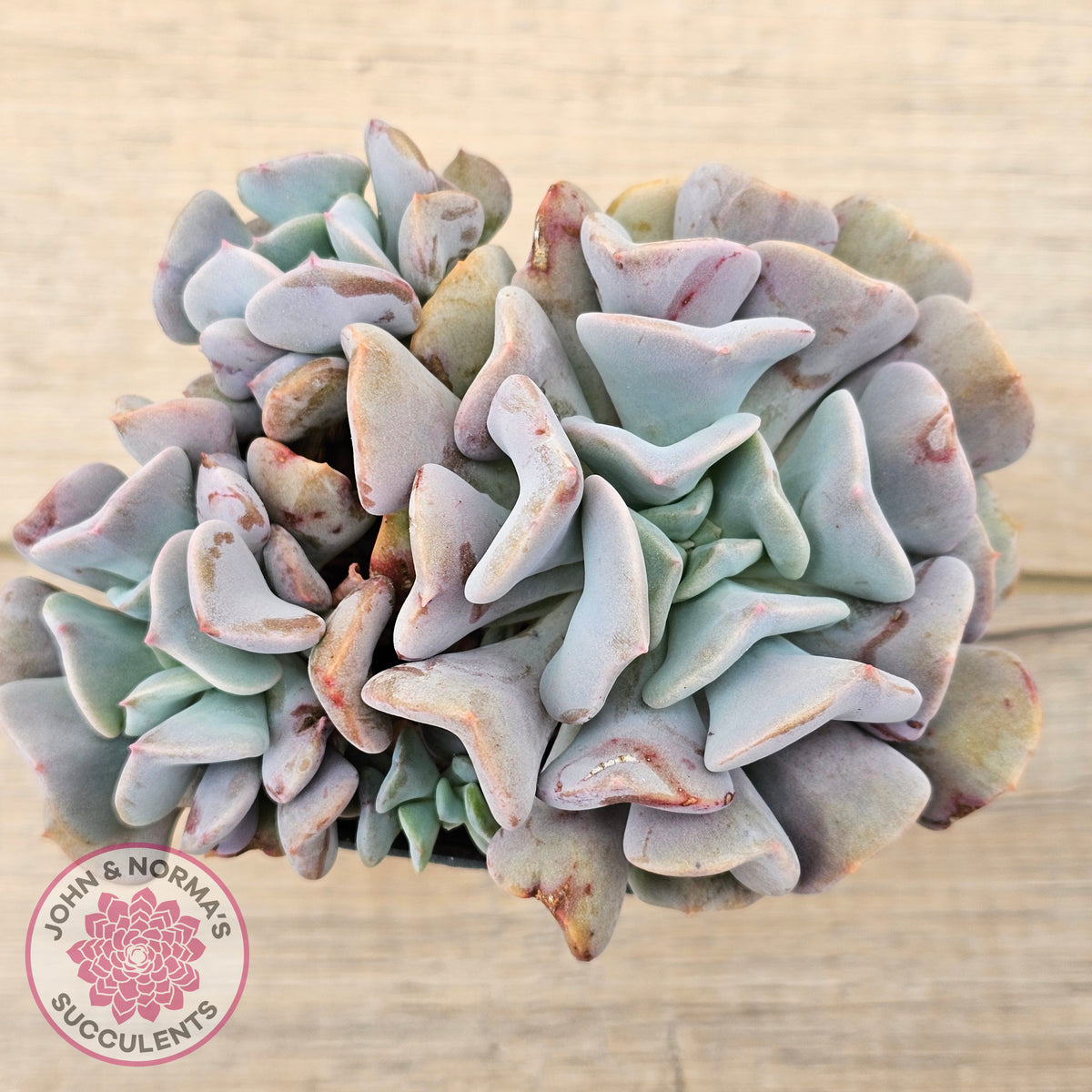 Echeveria Cubic Frost - Multi