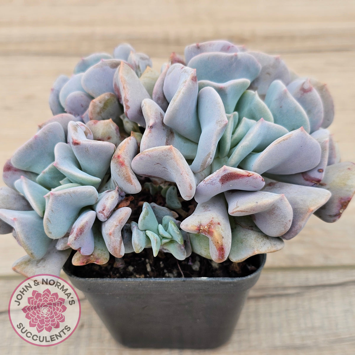 Echeveria Cubic Frost - Multi