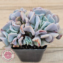 Load image into Gallery viewer, Echeveria Cubic Frost - Multi
