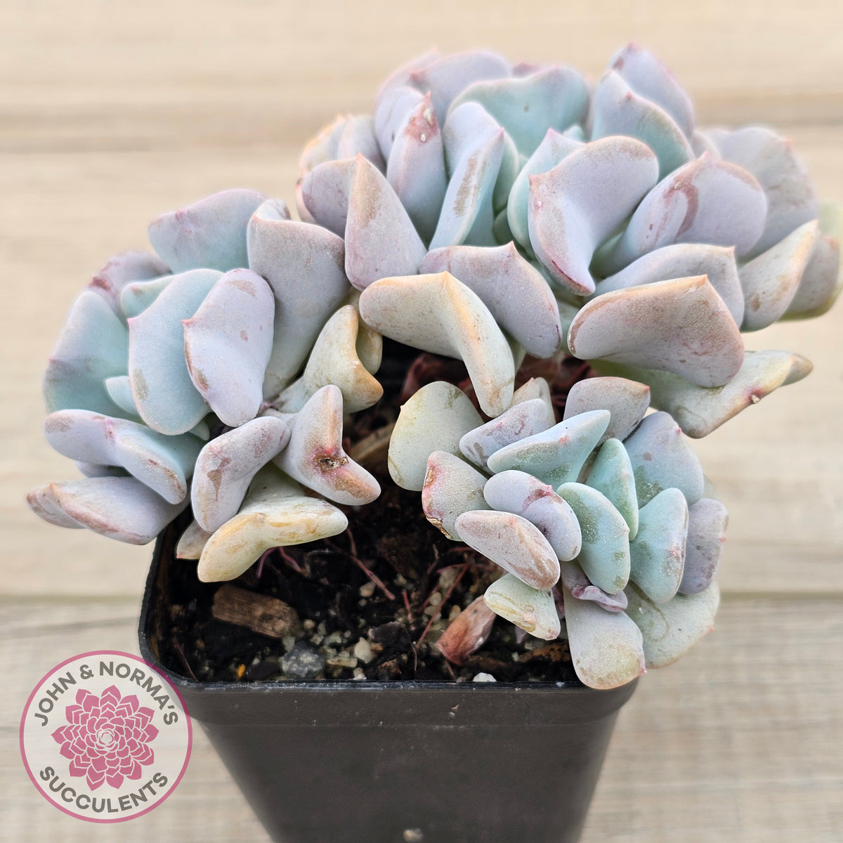 Echeveria Cubic Frost - Multi