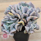 Echeveria Cubic Frost - Multi
