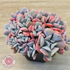 Echeveria 'Cubic Frost' - Multi -Same Plants