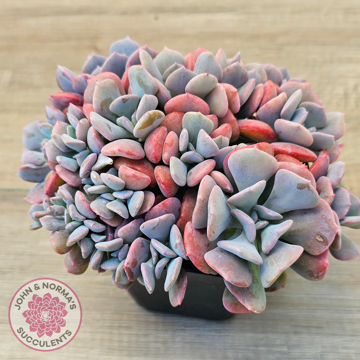 Echeveria 'Cubic Frost' - Multi -Same Plants