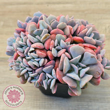 Load image into Gallery viewer, Echeveria &#39;Cubic Frost&#39; - Multi -Same Plants

