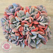 Load image into Gallery viewer, Echeveria &#39;Cubic Frost&#39; - Multi -Same Plants
