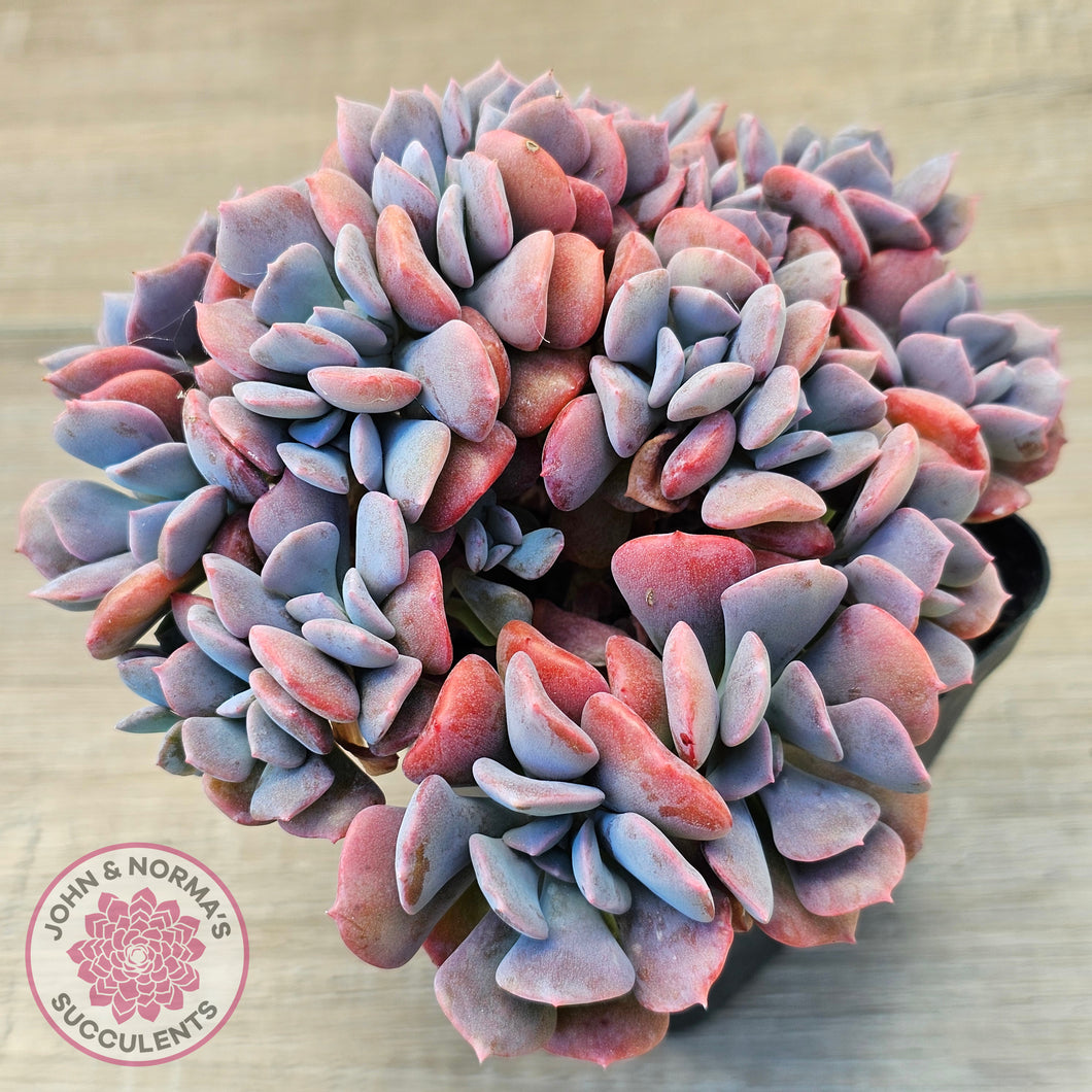 Echeveria 'Cubic Frost' - Multi -Same Plants
