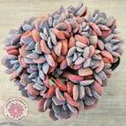 Echeveria 'Cubic Frost' - Multi -Same Plants