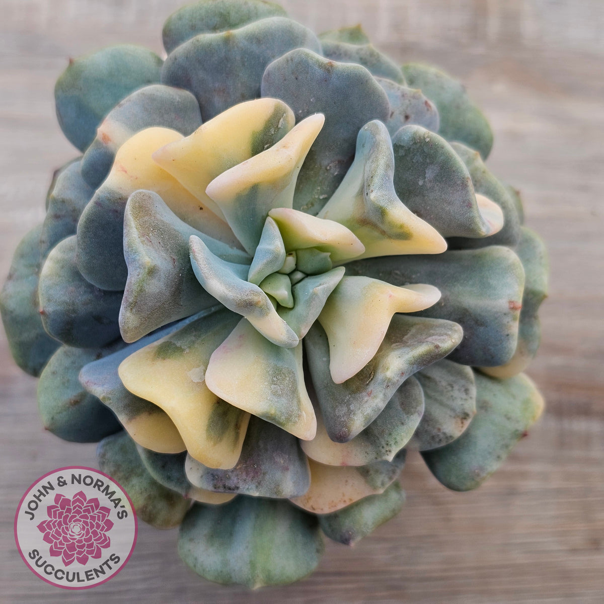 Echeveria 'Cubic Frost' Variegated