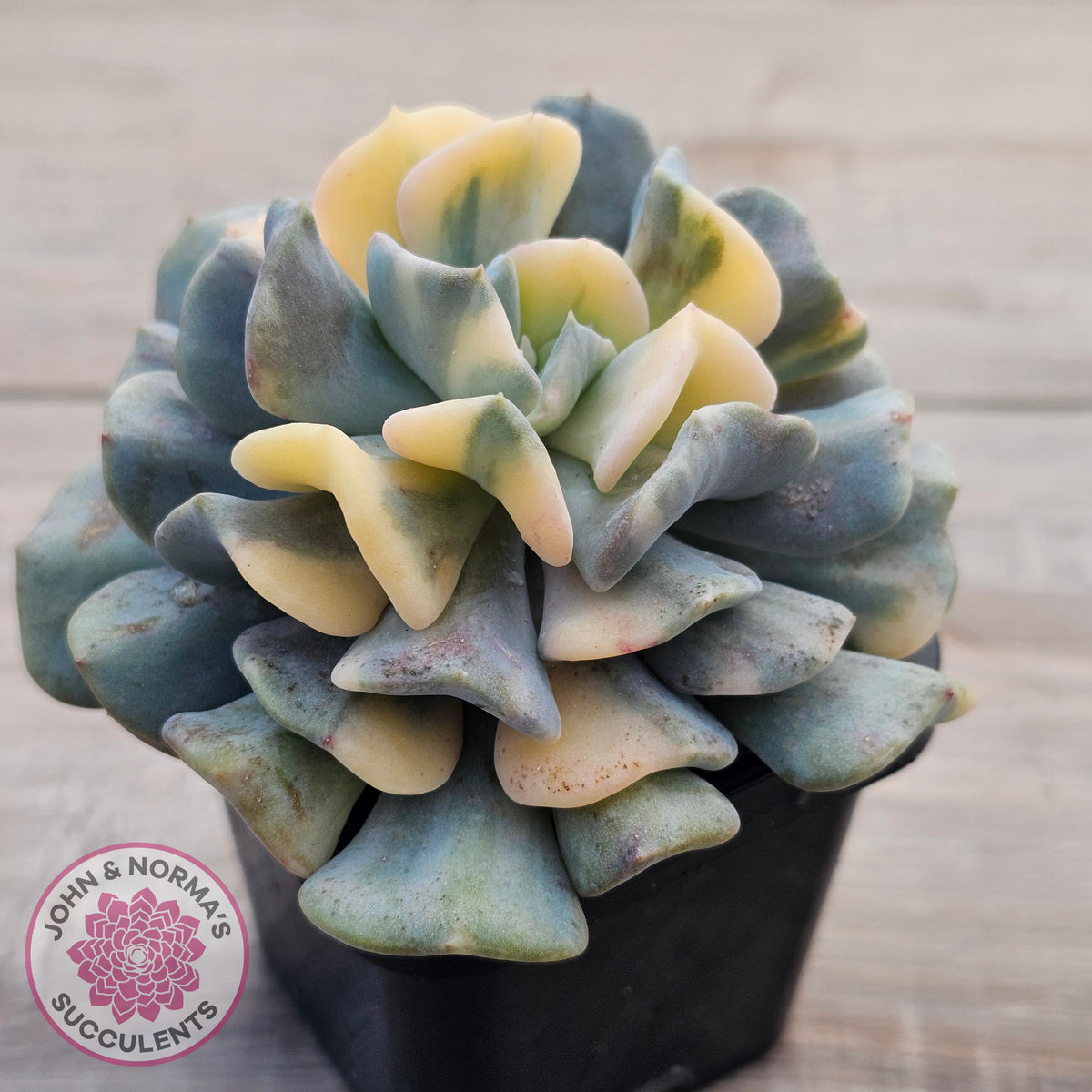 Echeveria 'Cubic Frost' Variegated