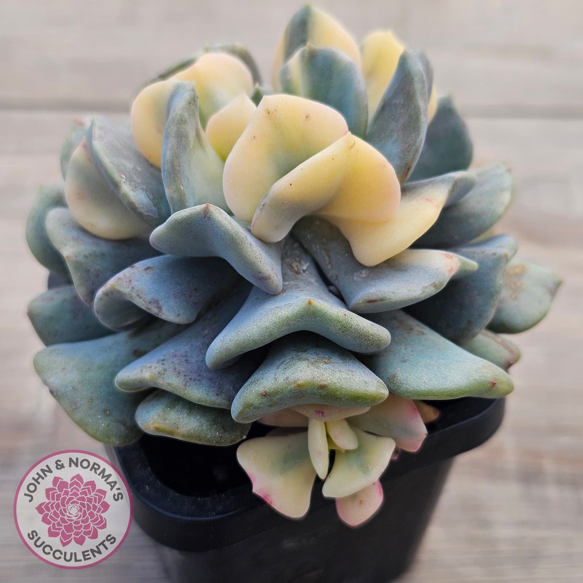 Echeveria 'Cubic Frost' Variegated