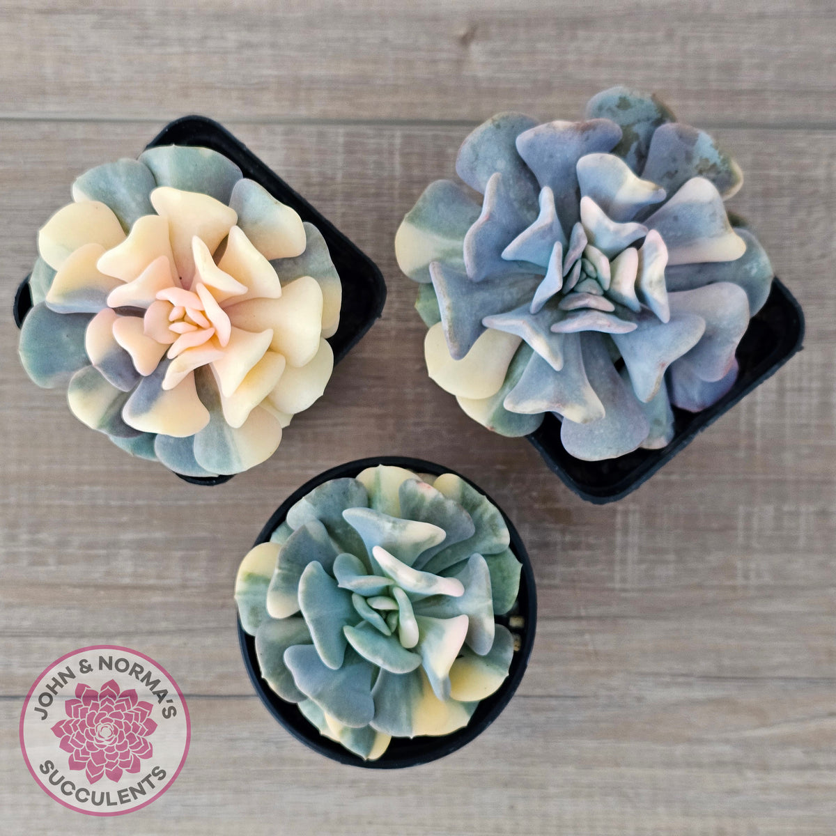 Echeveria 'Cubic Frost' Variegated