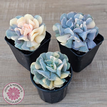 Load image into Gallery viewer, Echeveria &#39;Cubic Frost&#39; Variegated
