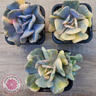 Echeveria 'Cubic Frost' Variegated