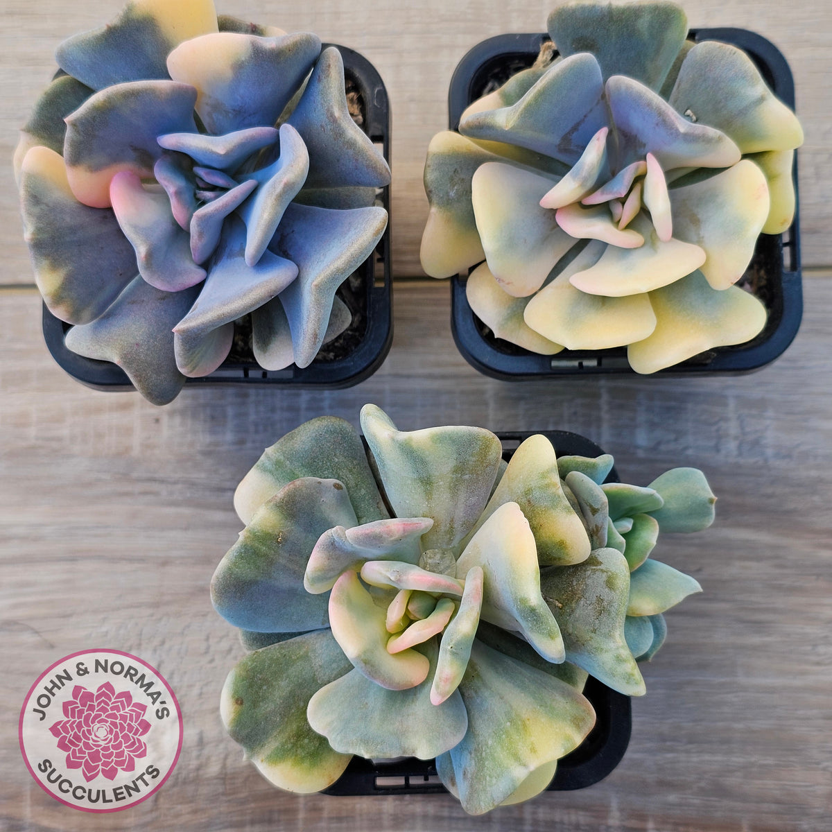 Echeveria 'Cubic Frost' Variegated