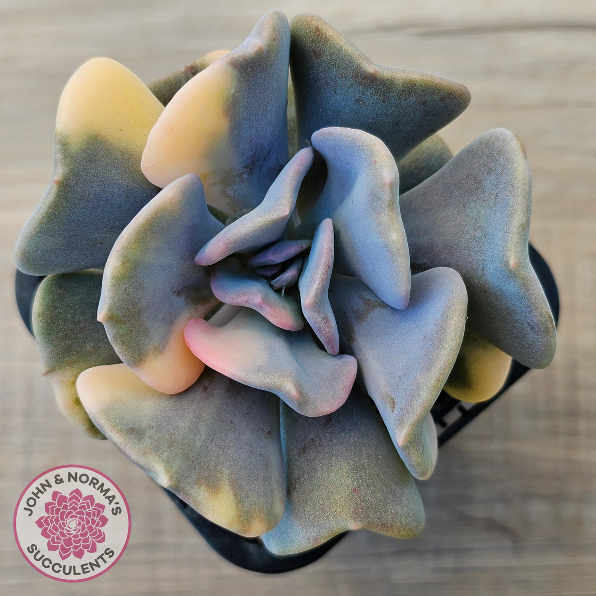 Echeveria 'Cubic Frost' Variegated