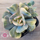 Echeveria 'Cubic Frost' Variegated