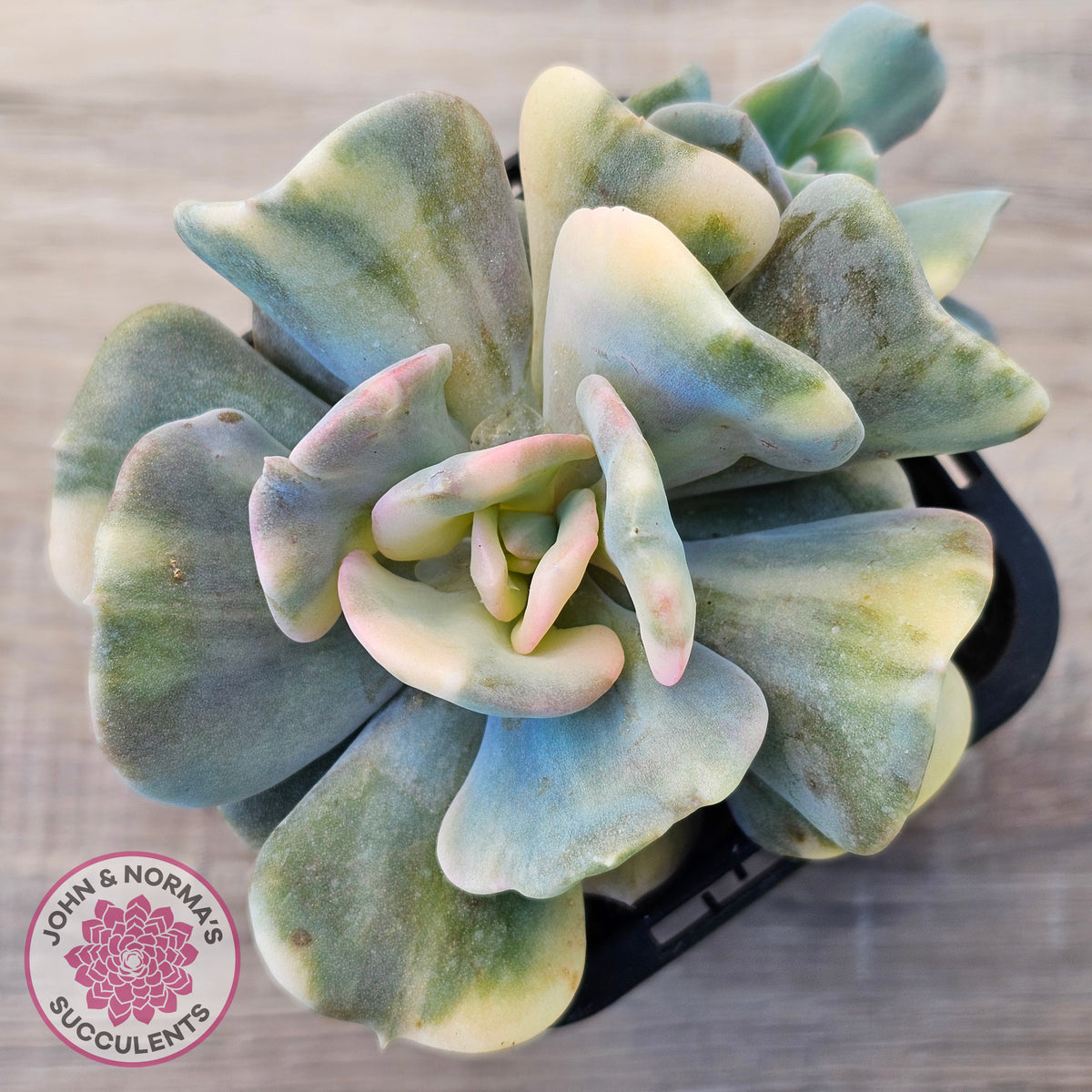 Echeveria 'Cubic Frost' Variegated