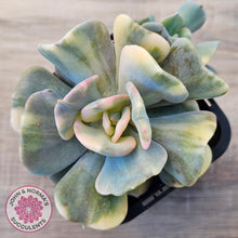 Load image into Gallery viewer, Echeveria &#39;Cubic Frost&#39; Variegated (Same Plants)
