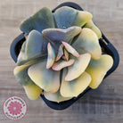 Echeveria 'Cubic Frost' Variegated