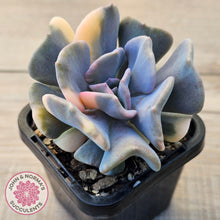 Load image into Gallery viewer, Echeveria &#39;Cubic Frost&#39; Variegated (Same Plants)
