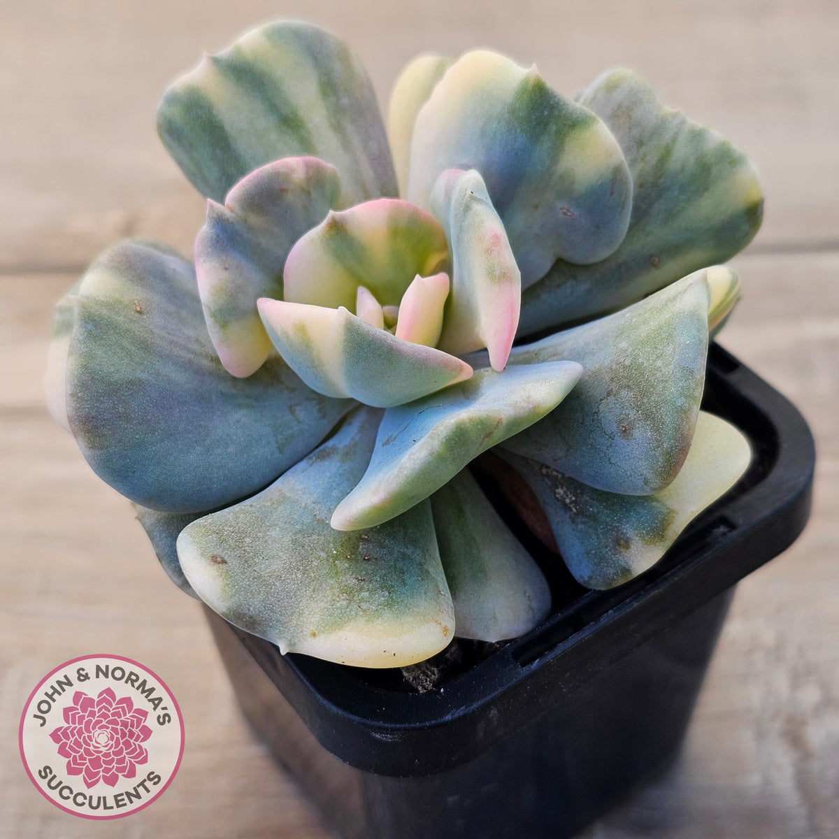 Echeveria 'Cubic Frost' Variegated