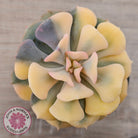 Echeveria 'Cubic Frost' Variegated