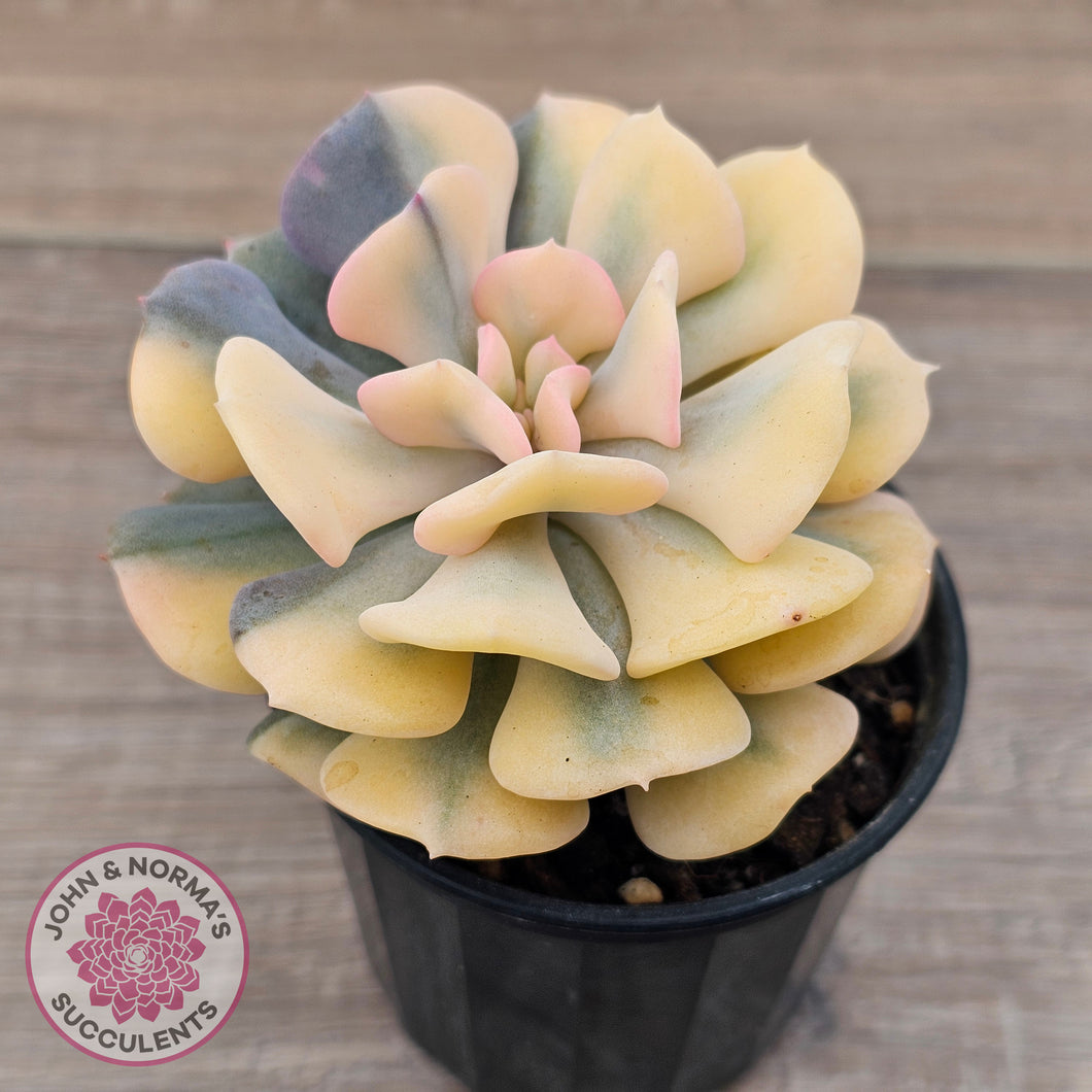 Echeveria 'Cubic Frost' Variegated