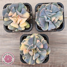 Echeveria 'Cubic Frost' Variegated