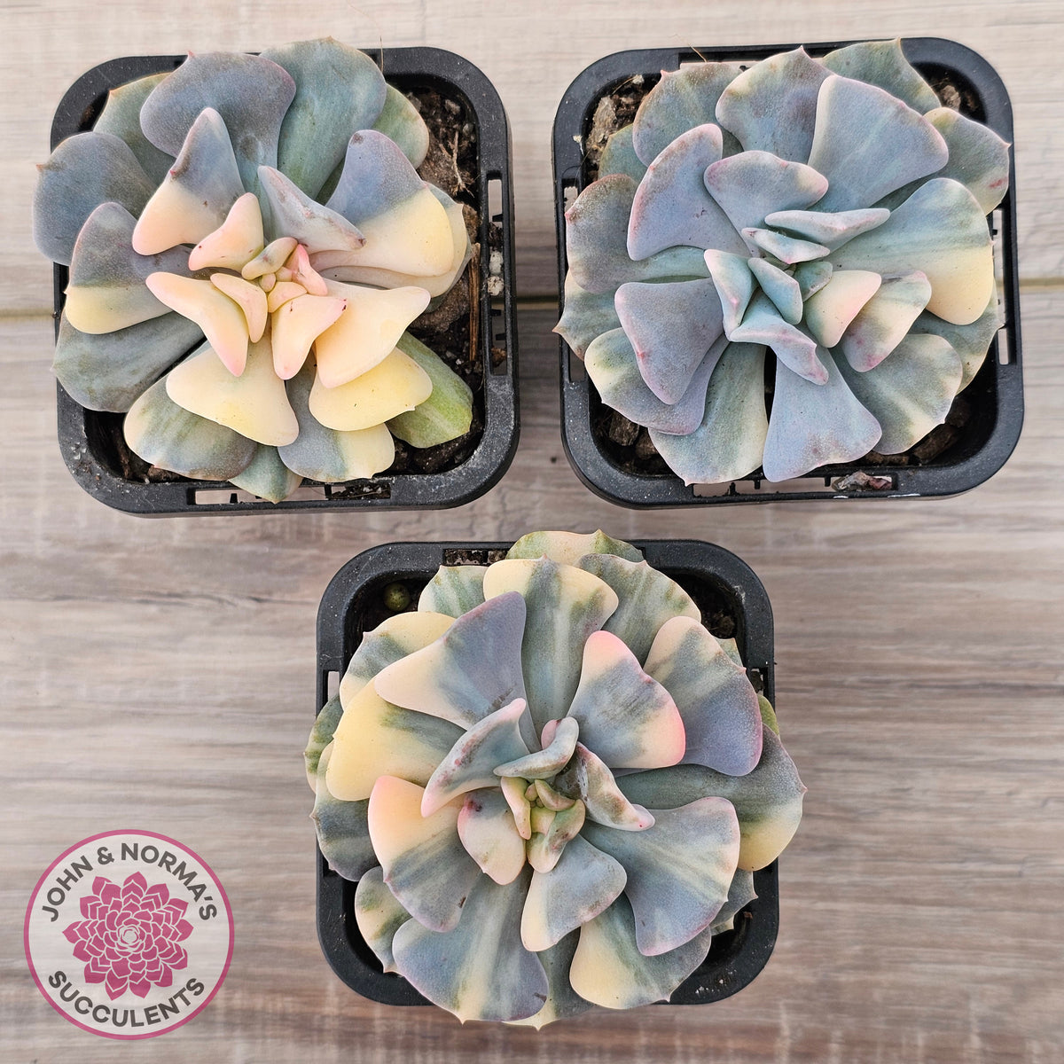 Echeveria 'Cubic Frost' Variegated