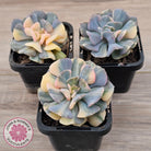 Echeveria 'Cubic Frost' Variegated
