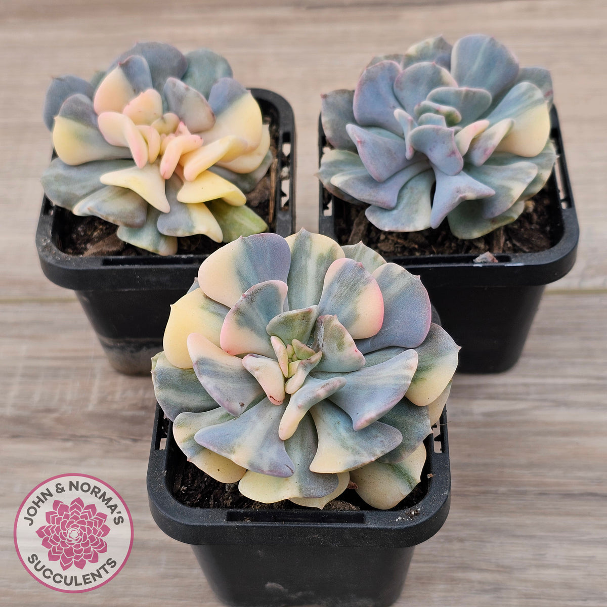 Echeveria 'Cubic Frost' Variegated