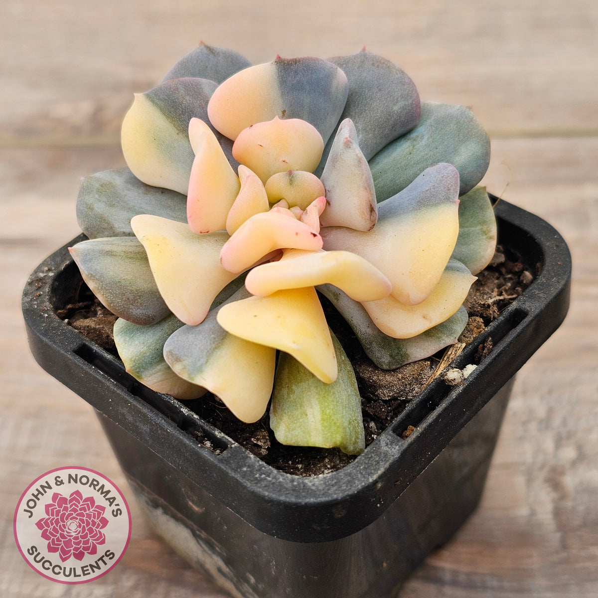 Echeveria 'Cubic Frost' Variegated
