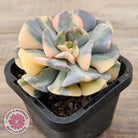 Echeveria 'Cubic Frost' Variegated