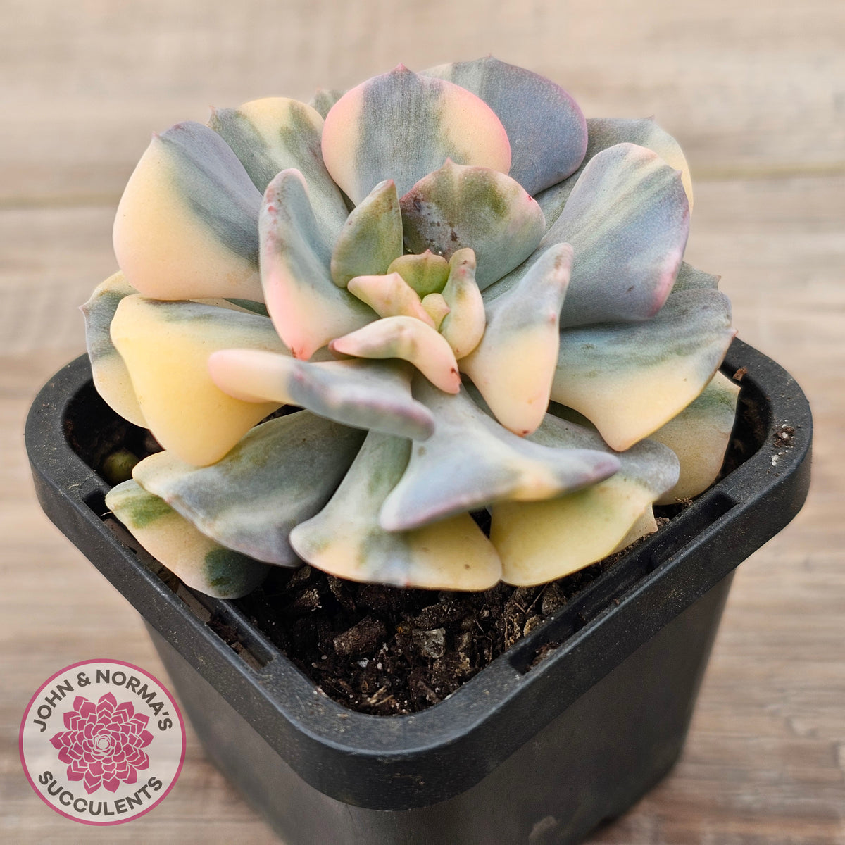 Echeveria 'Cubic Frost' Variegated