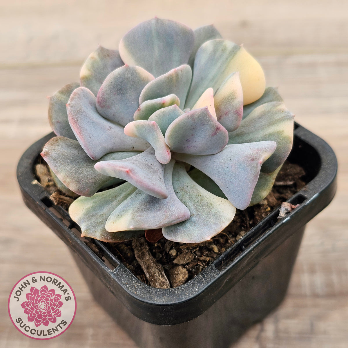 Echeveria 'Cubic Frost' Variegated